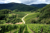 Vigne et volcans : Auvergne & Loire