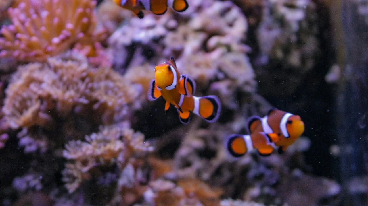 Le poisson-clown - Plongée dans les océans #23