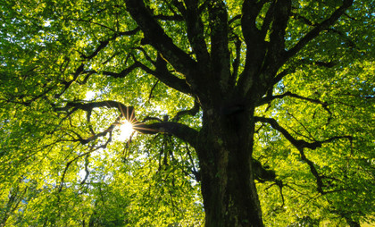 Agroforesterie et Agroécologie