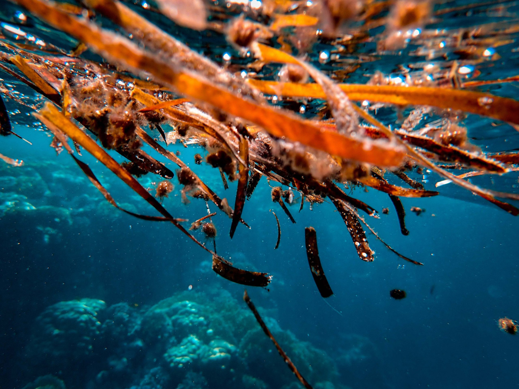 Les diatomées, des microalgues pas comme les  autres - Plongée dans les océans #5