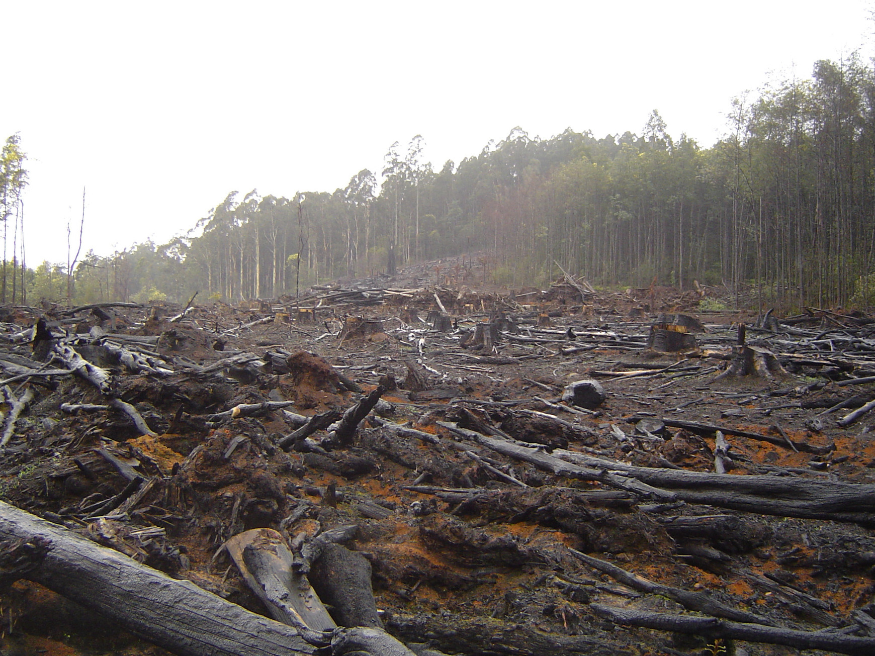 Des dizaines d'arbres détruits par la déforestation (C - CrustMania / Flickr) Report de la loi anti-déforestation : la Commission européenne envoie "un message politique"