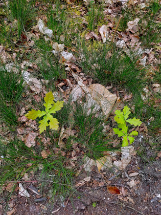 Ré ensauvager les espaces naturels (2/2) - L'Europe vue d'ici #120