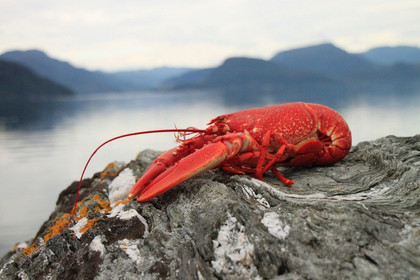 Le homard - Plongée dans les océans #11