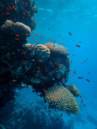 Comment protéger la biodiversité marine ?