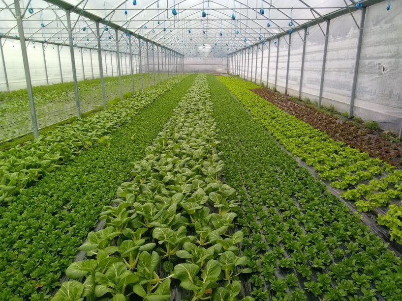 Les jardins de la montagne verte Une ferme urbaine en plein cœur de Strasbourg avec les Jardins de la montagne verte