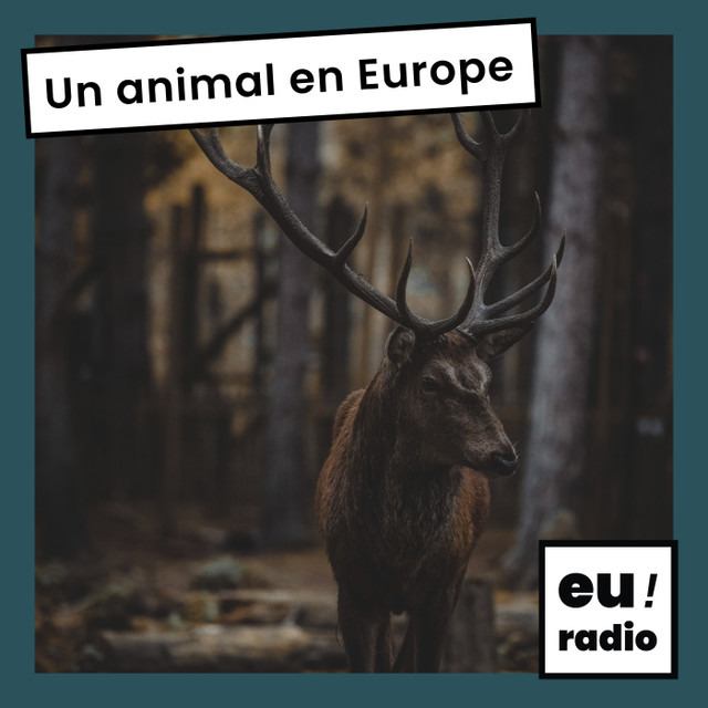 Un animal en Europe