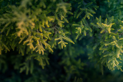 MON BEAU SAPIN : LIVRAISON ET ENLEVEMENT D'ARBRES DE NOËL À DOMICILE