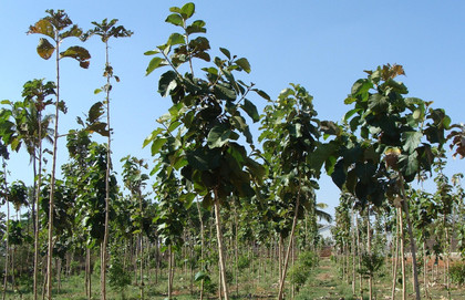 Bois de sang de Birmanie en Europe